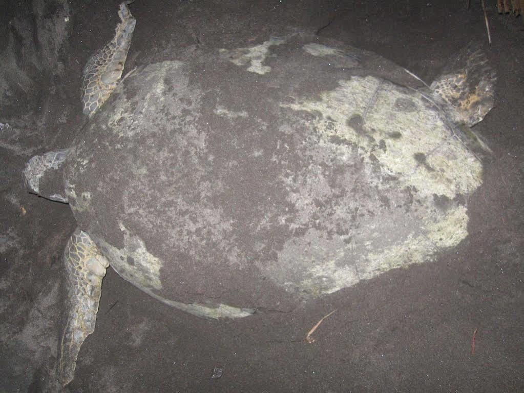 Cabinas Miss Miriam 2 Tortuguero Eksteriør billede